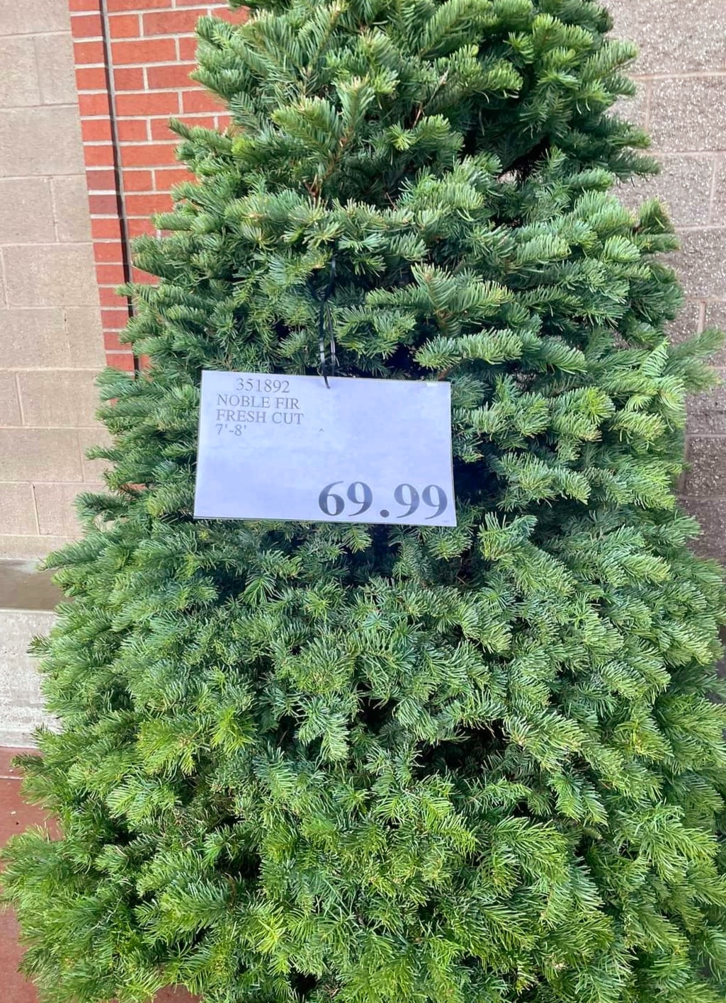 COSTCO FRESH CHRISTMAS TREES 2023