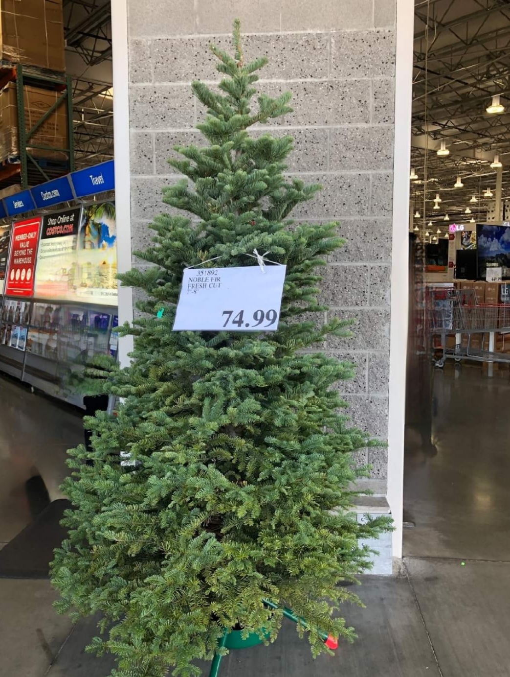 COSTCO FRESH CHRISTMAS TREES 2023 Eat With Emily