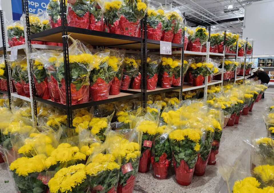 COSTCO YELLOW MUMS FOR THE CHINESE NEW YEAR Eat With Emily